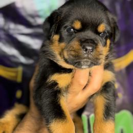 Rottweiler Puppies from VHWilliamsRottweilers