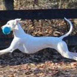 Dachshunds and Whippets from Pipers Whippets and Dachshunds