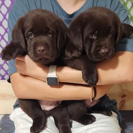 Labrador Retriever Puppies from Oksana Soroka