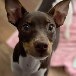 Rat Terriers from Deenise's Rat Terriers