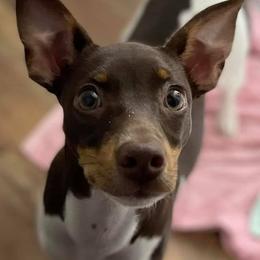 Rat Terriers from Deenise's Rat Terriers