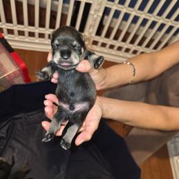 Boy 4 - Salt and pepper male Miniature Schnauzer puppy in Baldwin, New York from Schnauzy Pawz
