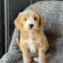 Halo - Apricot female Goldendoodle puppy in Wharton, Texas from Little Fur Friends