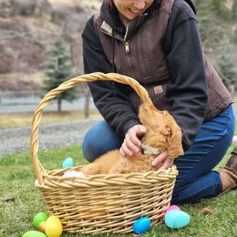 Goldendoodle and Newfoundland Puppies from Deep Canyon Puppies