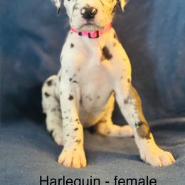 Great Dane Puppies from Mathias Danes