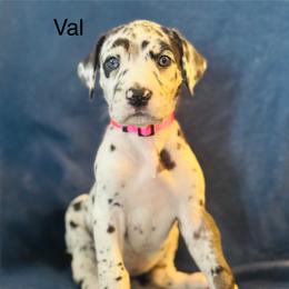 Great Dane Puppies from Mathias Danes