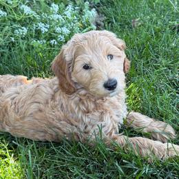 Honcho - Caramel cream male Labradoodle puppy in Lancaster, California from Mini Doodles