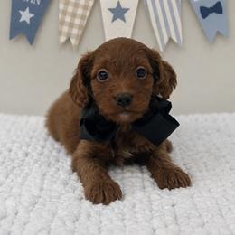Black boy - Red male Cavapoo puppy in Waskom, Texas from Pearls & Curls doodles & poodles