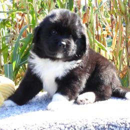 Boy 1 - Black male Newfoundland puppy in Dalton, Ohio from Newfforu