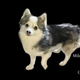 Fivel - Pomsky