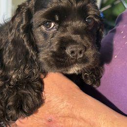 Girl 2 - Black female Cocker Spaniel puppy in Ocala Fl, Florida from Encore Cockers