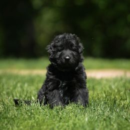 German Shepherd Puppies from Fluffy Haus