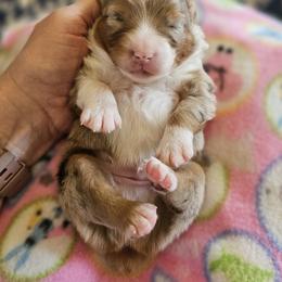 Toy Australian Shepherd Puppies from Reflections of Star Crest Kennel
