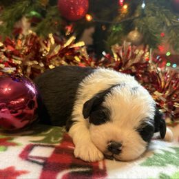 Prince - Black tri-color male Aussiedoodle puppy in Maysville, Missouri from Mini AussieDoodles on Meadow Lane
