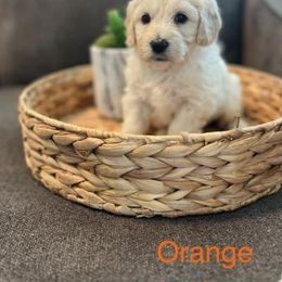 Goldendoodle Puppies from Pacific Goldendoodle, LLC