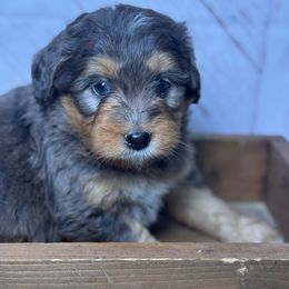 Boy 3 - Blue merle male Bernedoodle puppy in Belgreen, Alabama from Scott’s Farm Poodles and Doodles