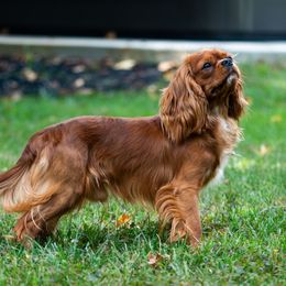 Maverick - Cavalier King Charles Spaniel