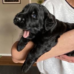 Boy 1 - Black male Black Russian Terrier puppy in Oklahoma from Ter’Avalon Kennel
