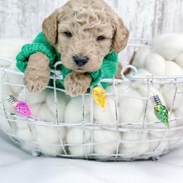 Blitzen - Cream male Goldendoodle puppy in Otisville, Michigan from Danie’s Darling Doodles LLC