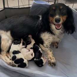 Dachshund puppies from LC's Doxie Central