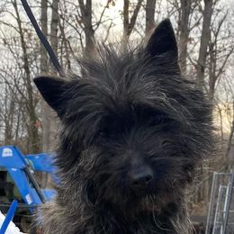 Maple - Cairn Terrier