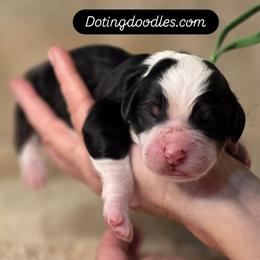 Waffle - Tri-color male Bernedoodle puppy in Mc Gaheysville, Virginia from Doting Doodles