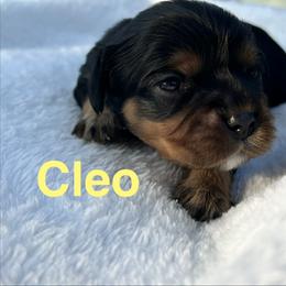 Cleo - Black and tan female Cavalier King Charles Spaniel puppy in Ormond Beach, Florida from Parkside Cavaliers