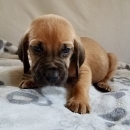 Boy 5 - Red male Bloodhound puppy in Paoli, Indiana from Houndsarunning Bloodhounds