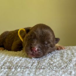 LaffyTaffy - Red and white female Siberian Husky puppy in Tulsa, Oklahoma from EvergreenEliteKennel