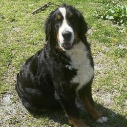 Everest - Bernese Mountain Dog