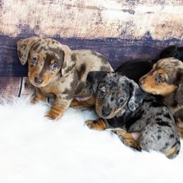 Dachshund Puppies from Special “K” Dachshunds