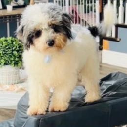 Arlo - Merle male Bernedoodle puppy in Sherman, Illinois from Shirl Doodle Life