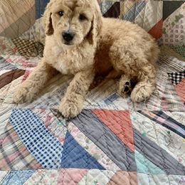Goldendoodle Puppies from Shades of Grace Doodles in Texas