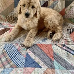 Goldendoodle Puppies from Shades of Grace Doodles in Texas