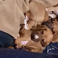 Azawakh Puppies from Kel Simoon Azawakh