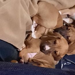 Azawakh Puppies from Kel Simoon Azawakh