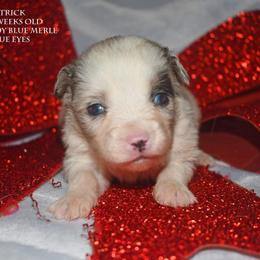 Patrick - Blue merle male Miniature Australian Shepherd puppy in Patterson, North Carolina from DreamLine Aussies