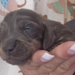 Blue cream 2 red band - Blue and cream male Dachshund puppy in Port Charlotte, Florida from Vicki's Dachshund Crossing