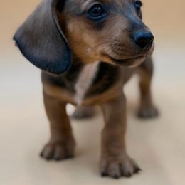 Winston - Chocolate and tan male Dachshund puppy in Porterville, California from Desert Dynasty