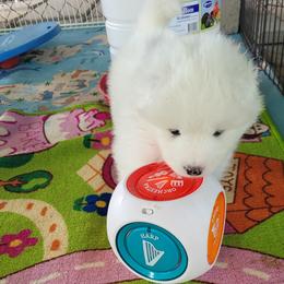 Samoyed puppies from Koukla Samoyeds