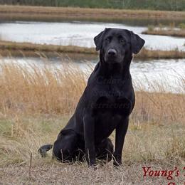 Deuce - Labrador Retriever