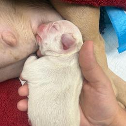 Lilac Platinum - White male French Bulldog puppy in Grafton, Ohio from K&J Frenchies
