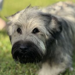 Clive - Cream male Skye Terrier puppy in Pittston, Pennsylvania from Stars in the Skyes