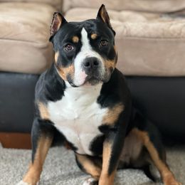 American Bullies from Fairway Bullies