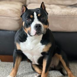 American Bullies from Fairway Bullies