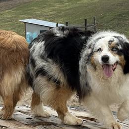 Australian Shepherds from BBR Australian Shepherds