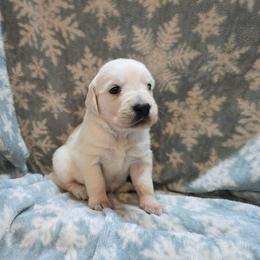 Girl 1 - Light golden female Golden Retriever puppy in Savannah, Georgia from Golden Point Retrievers