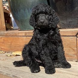 Poodle Puppies from Casey's AKC Standard Poodles