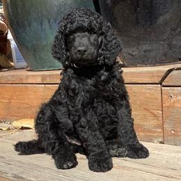 Poodle Puppies from Casey's AKC Standard Poodles