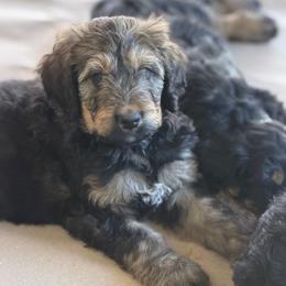 Pepper - Tri-color male Bernedoodle puppy in Phelan, California from PuppyPaws4U